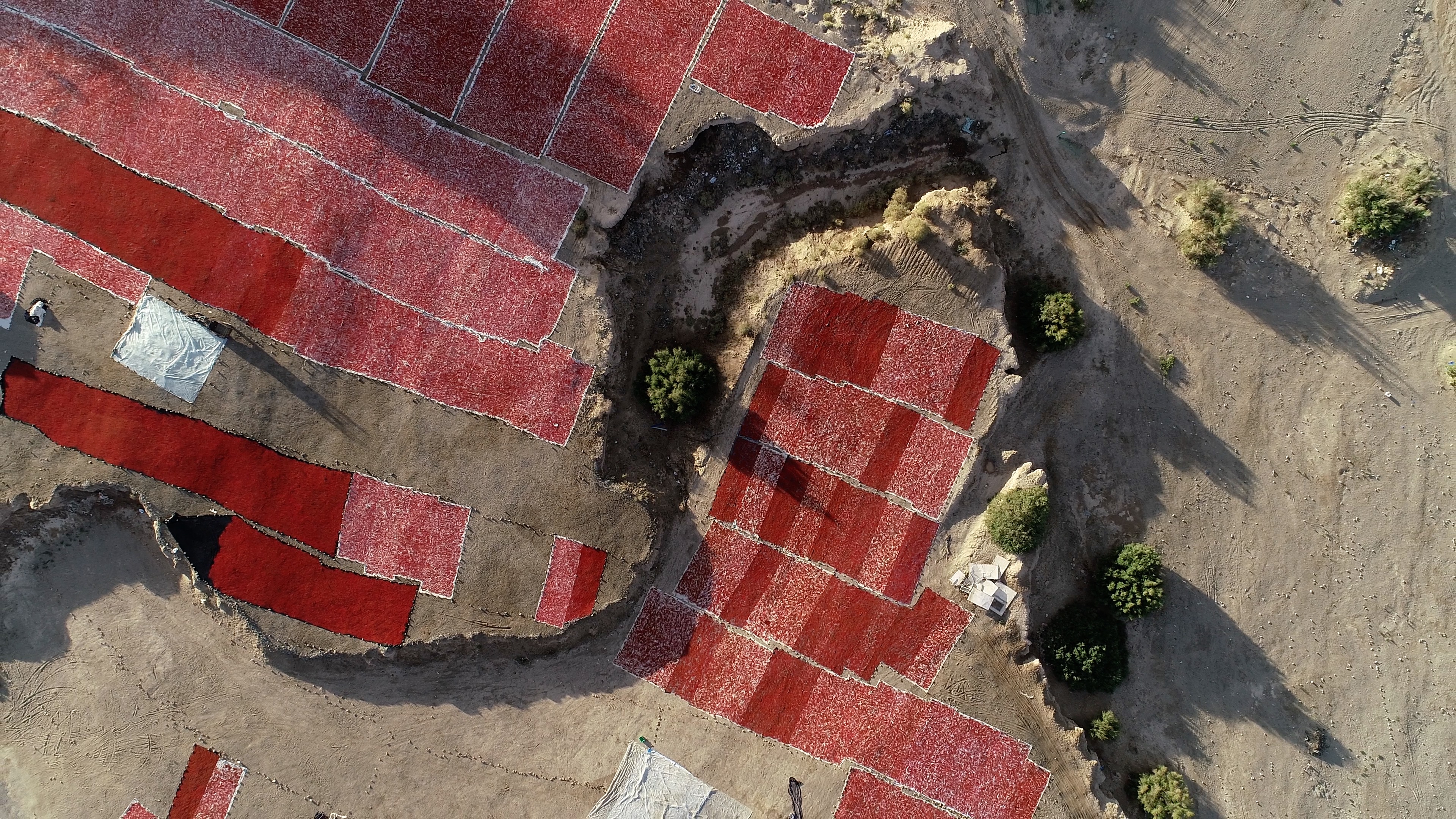 青藏高原诺木洪枸杞,青海诺木洪枸杞什么时候采摘结束