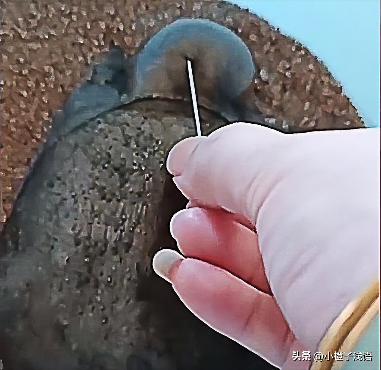 甲鱼被蚊子叮头肿成球作者,甲鱼被蚊子叮了还能吃吗