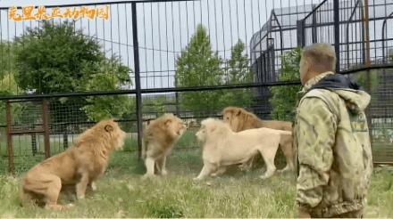 非洲雄狮打群架,俄罗斯战斗民族跟狮子打架