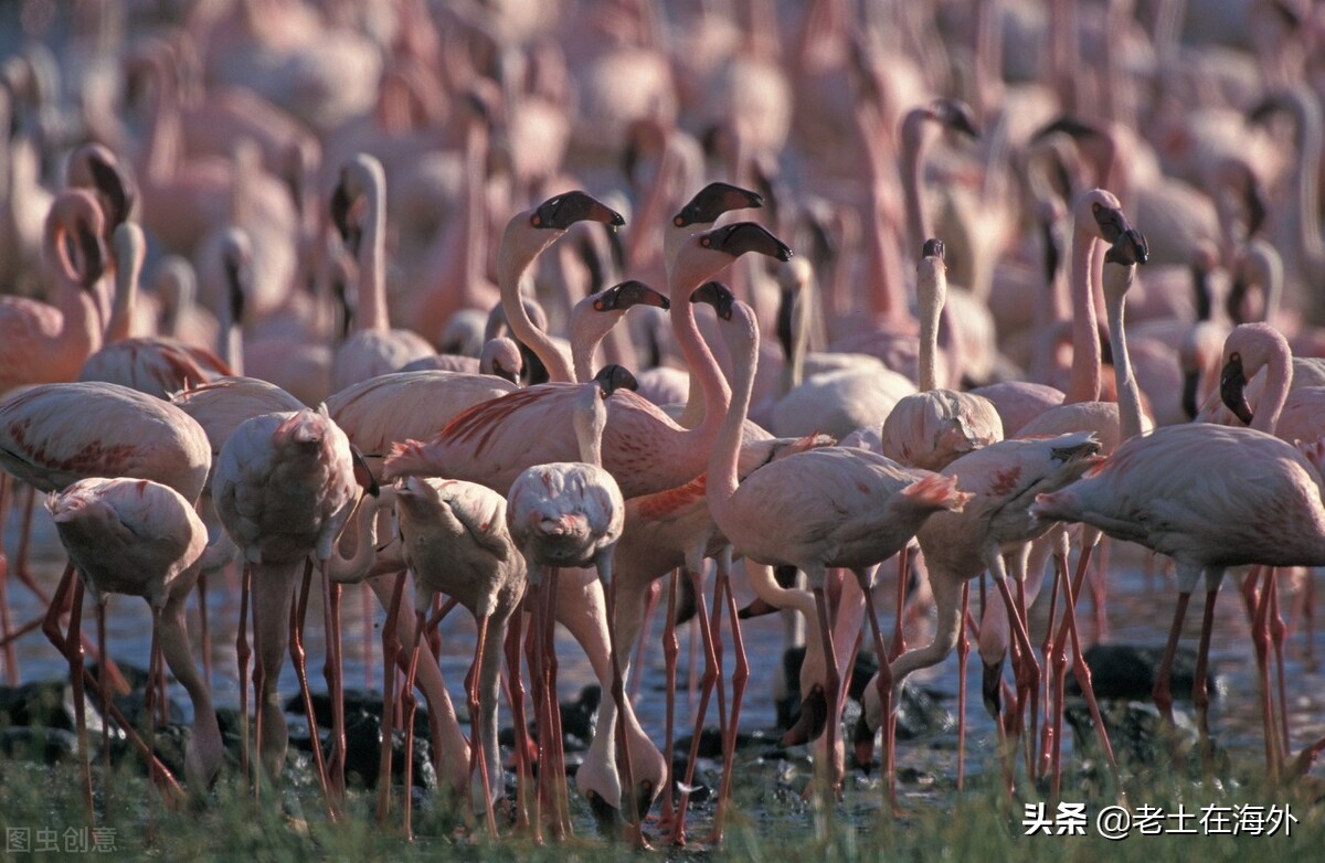 肯尼亚是一个怎么样的国家，带你了解真实的肯尼亚