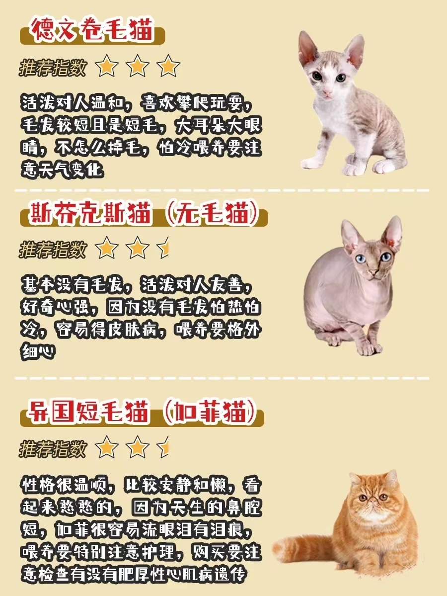 不同品种猫的习性,银渐层猫配什么品种的猫最好