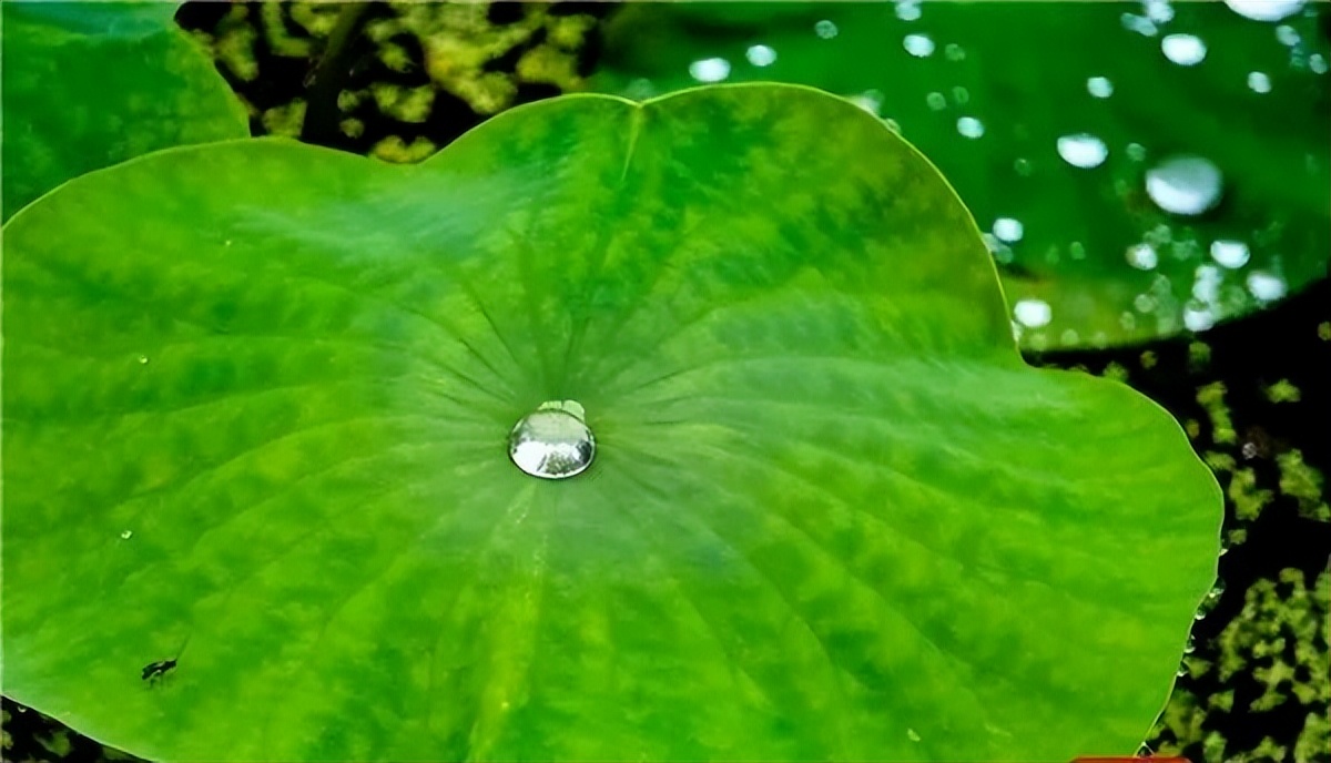 2022怀化可以看荷花的地方,美好怀化