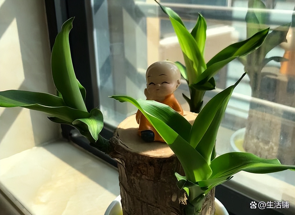 巴西木养殖方法与注意事项,巴西木秋季的养殖方法和注意事项