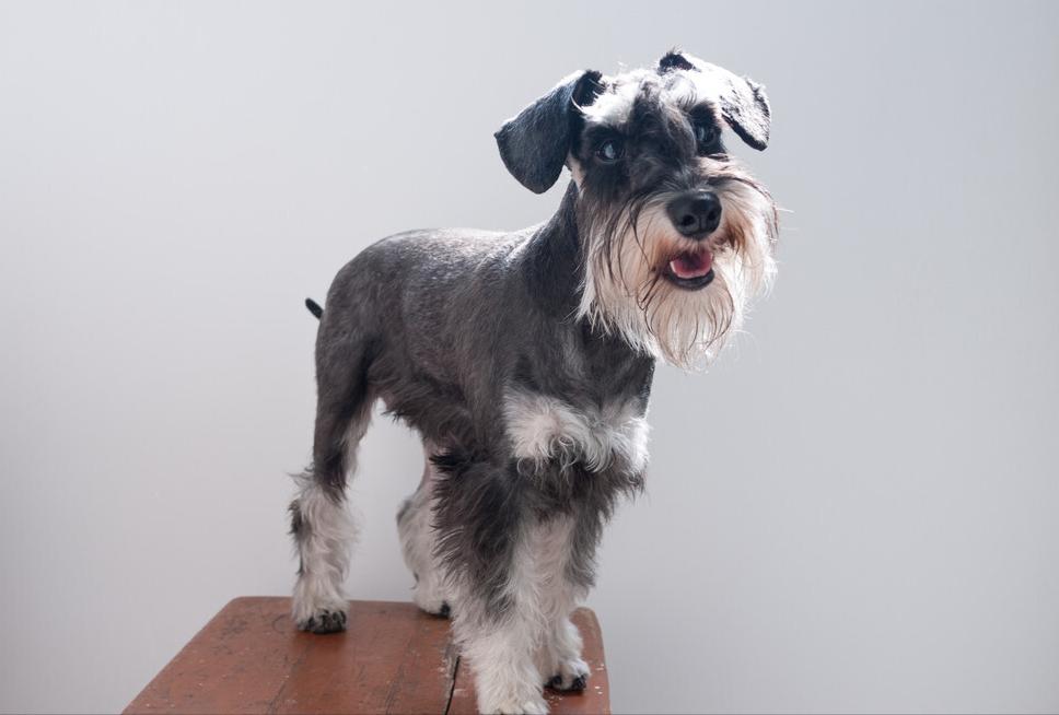 雪纳瑞可以吃竹笋吗,雪纳瑞可以吃干虾仁吗