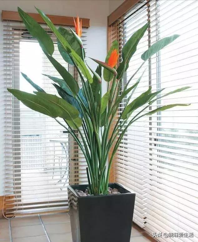 客厅养什么大型绿植最好看又好养,家里养什么绿植最好养又招财客厅