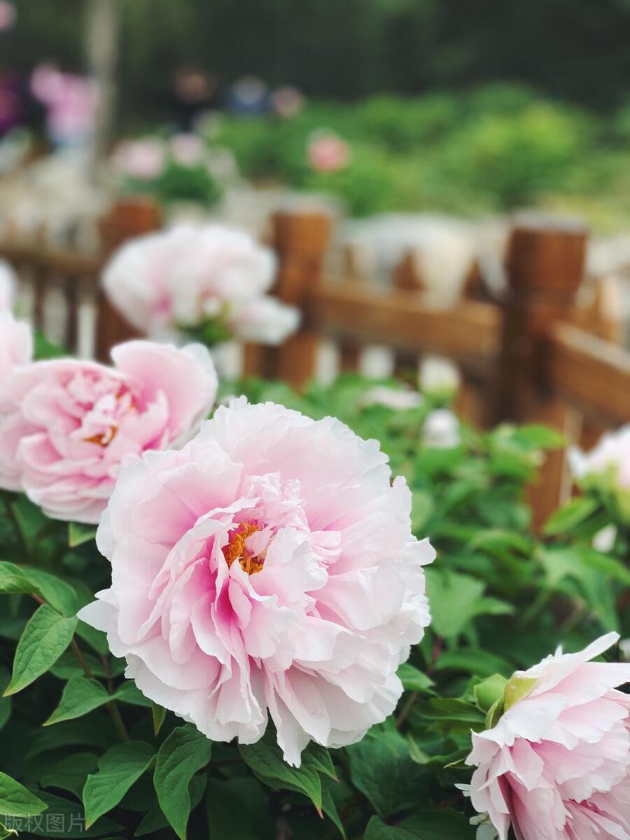 人间最美五月天春季赏樱正当时,5月北京三大赏花公园