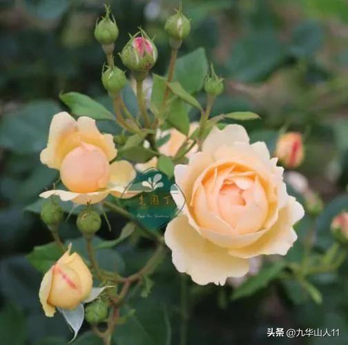 最耐寒的藤本月季哪个品种好 (藤本月季及主要品种详细介绍图解)