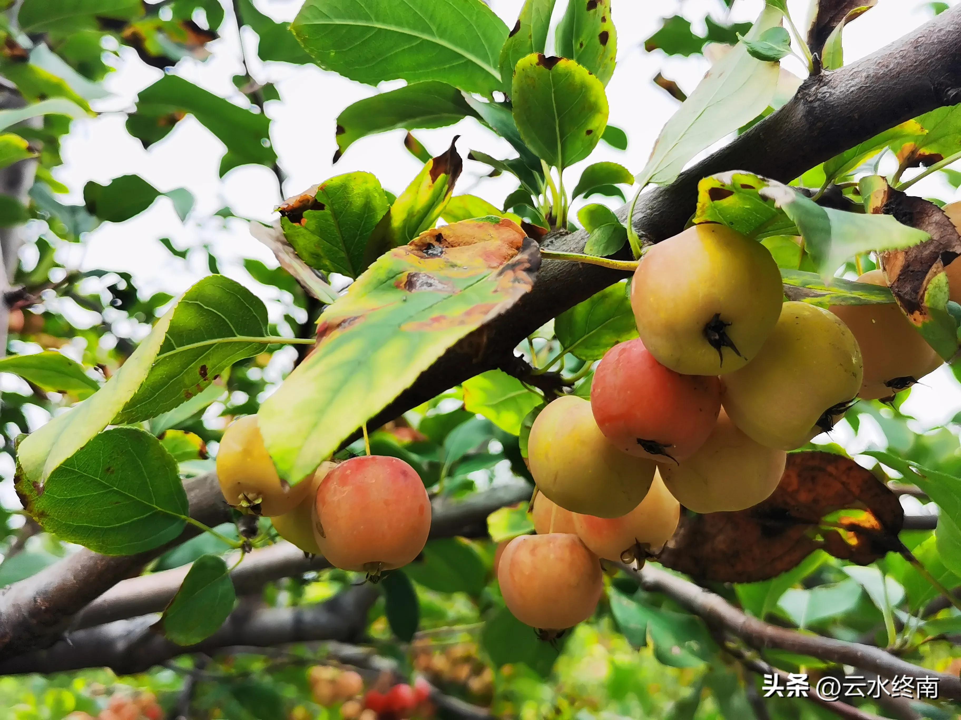 世界上最大室内植物园在哪,去世界上最大的动物园