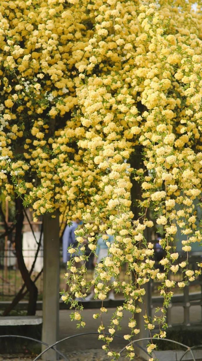 黄色碎花壁纸,白色郁金香花田壁纸