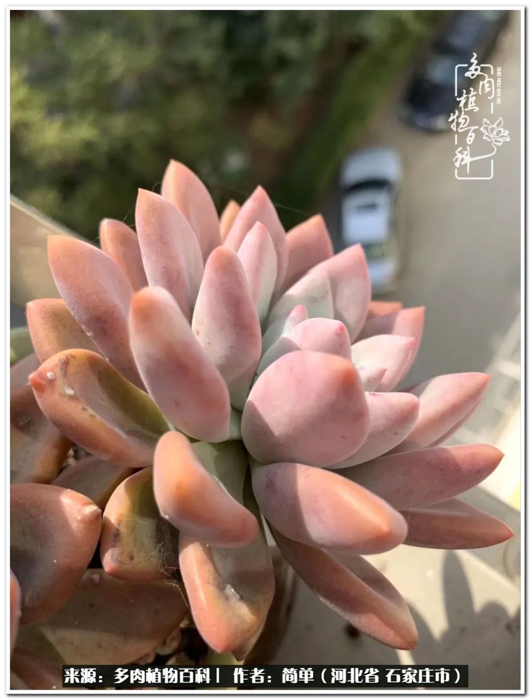 自从养了多肉以后视频,养多肉治愈生活中的疲惫和琐碎