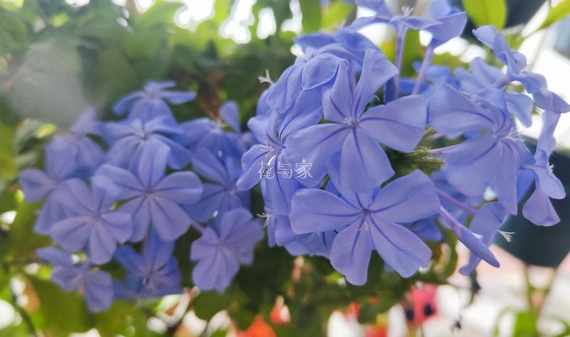 高温天气种植物会死吗,为什么天气热种花不能活