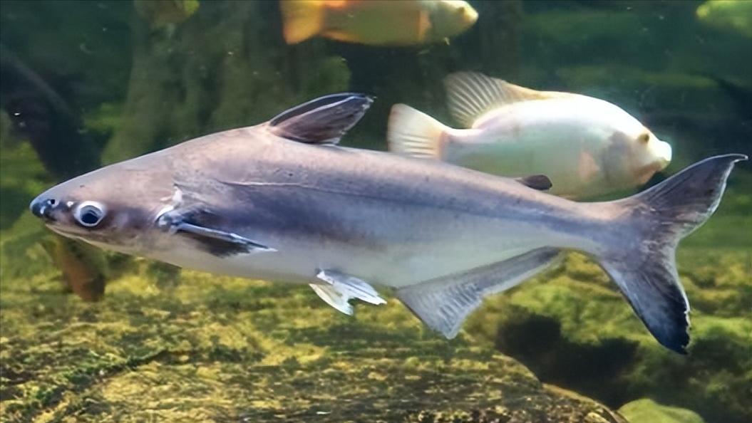 小型淡水观赏鲨鱼饲养方法,淡水鲨鱼有人工养殖的吗