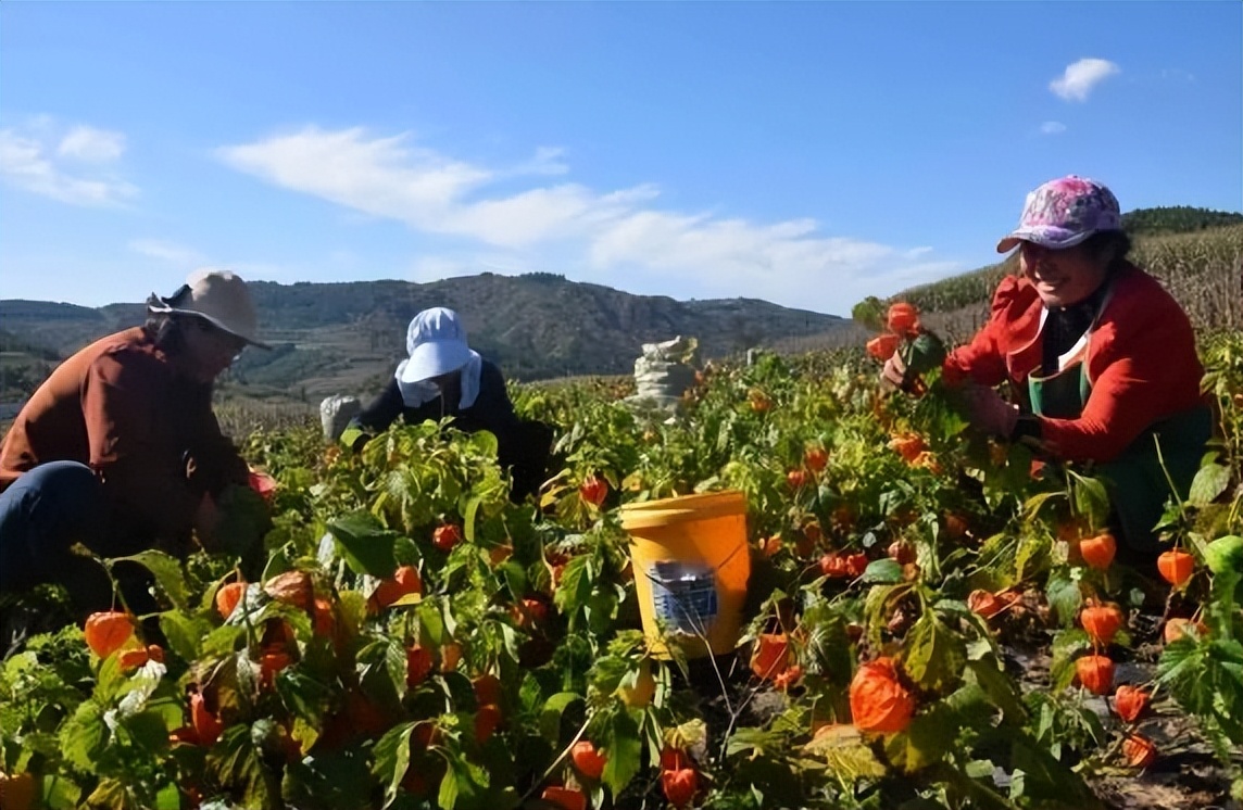 姑娘果的食用价值,姑娘果是野生的不甜能吃吗