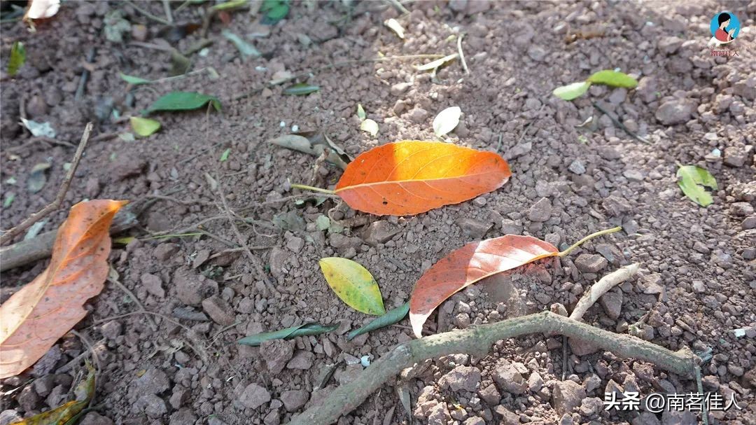普洱茶一山一味什么意思啊,普洱一山一味是什么味