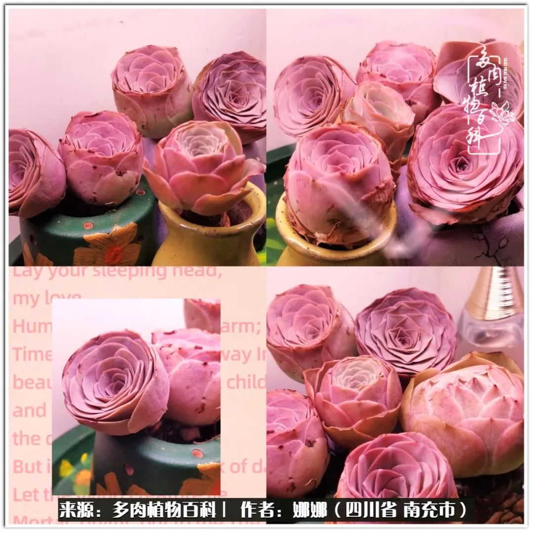 带刺的玫瑰阳台多肉,开花的玫瑰多肉