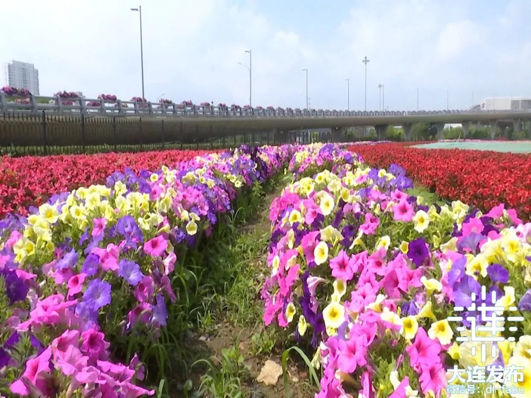 大连独一无二的花园,大连最新的花园