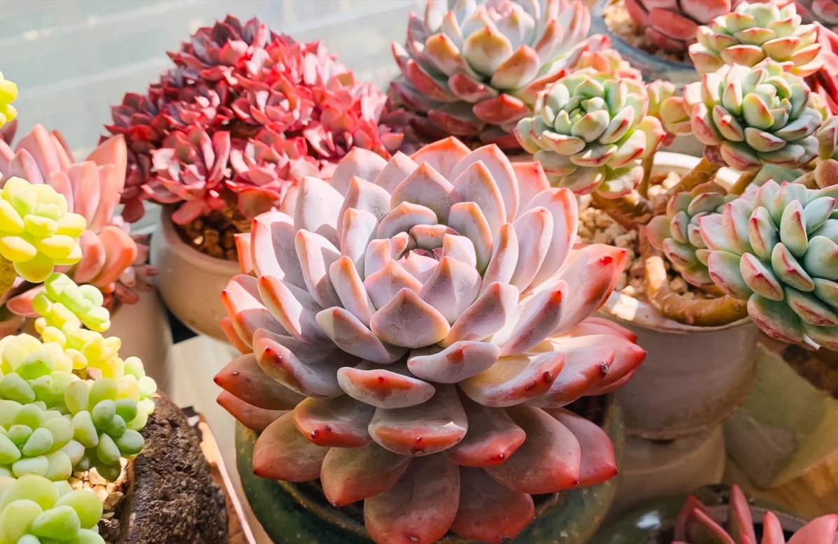 100个阳台养什么花好,100种阳台养的花草