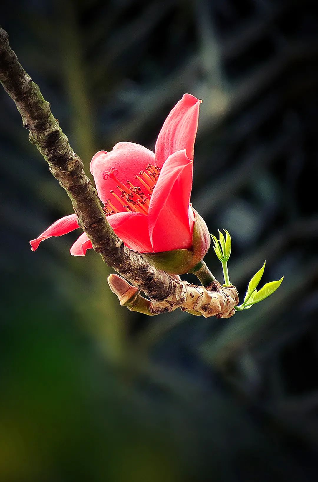 攀枝花是一种什么花,什么是攀枝花铁树