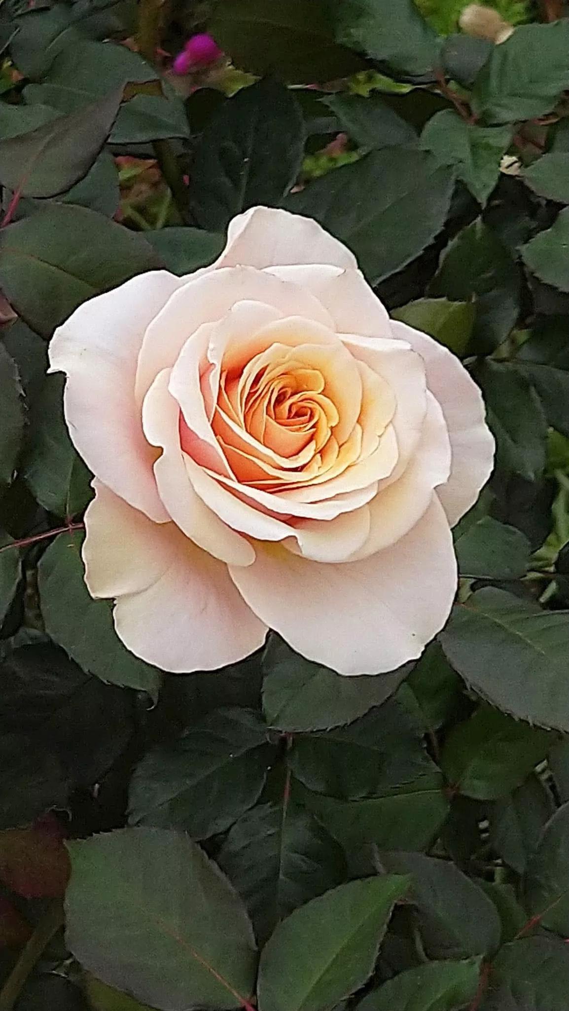 月季品种醉花,月季品种大全及图片欣赏