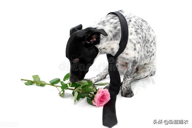 她只是我的妹妹什么意思,她只是我的妹妹出自哪首歌