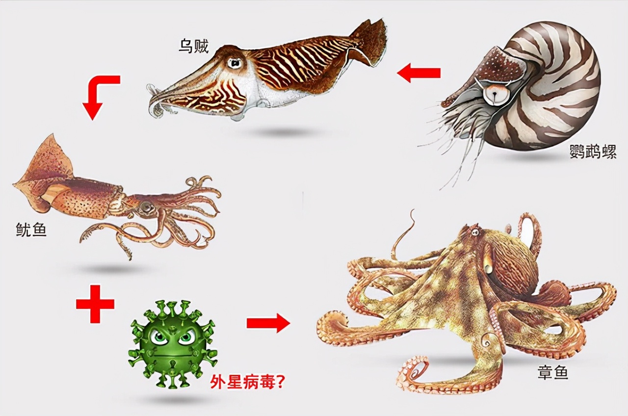 世界上最聪明的人类大脑,人类历史上最聪明的动物