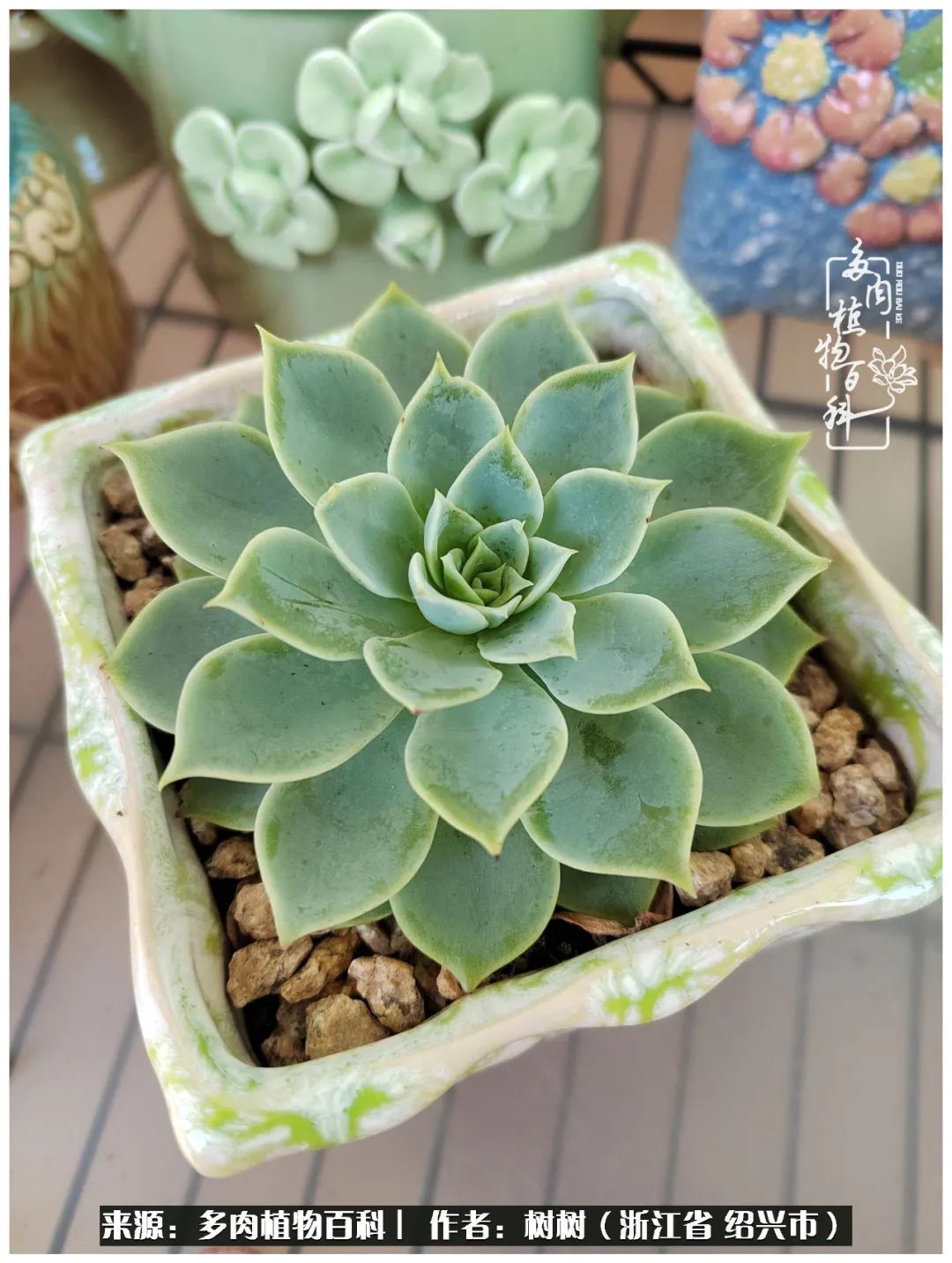 又临寒冬，暖阳下携手肉肉赏姹紫嫣红！