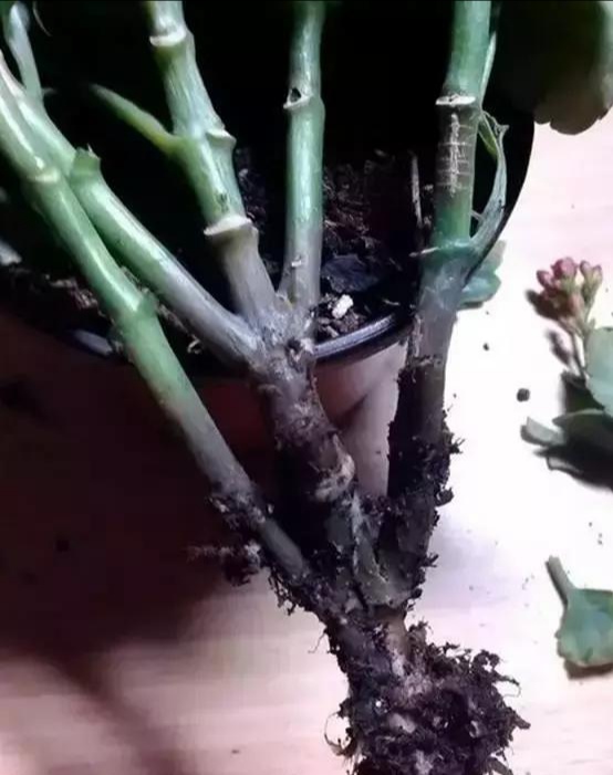 被水浇死的盆栽,容易浇死的植物