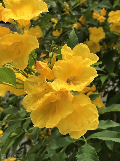 姜花的种植方法,姜花怎么种植盆栽好养
