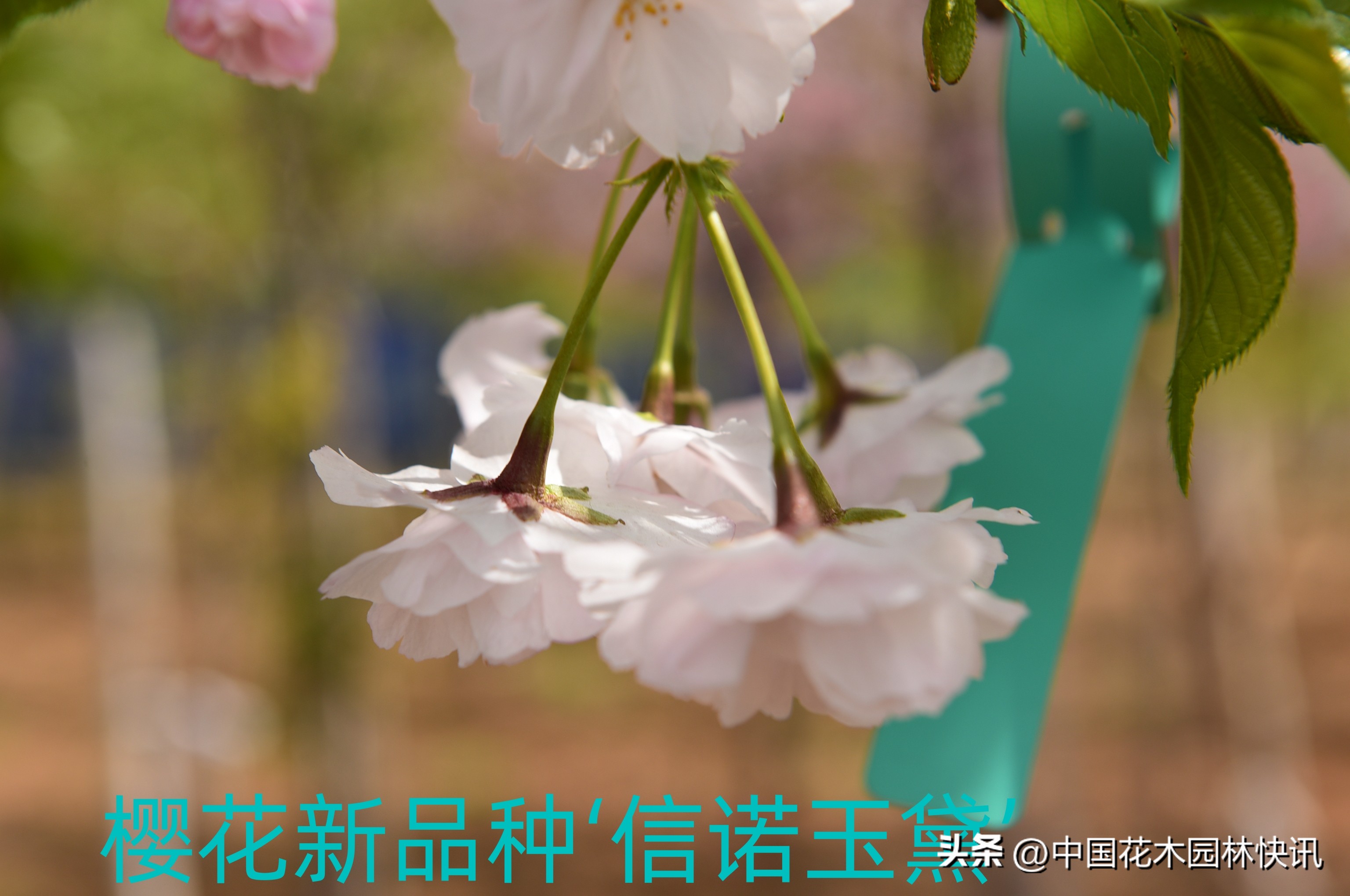 青岛樱桃谷樱花,青岛大崂樱花谷单樱