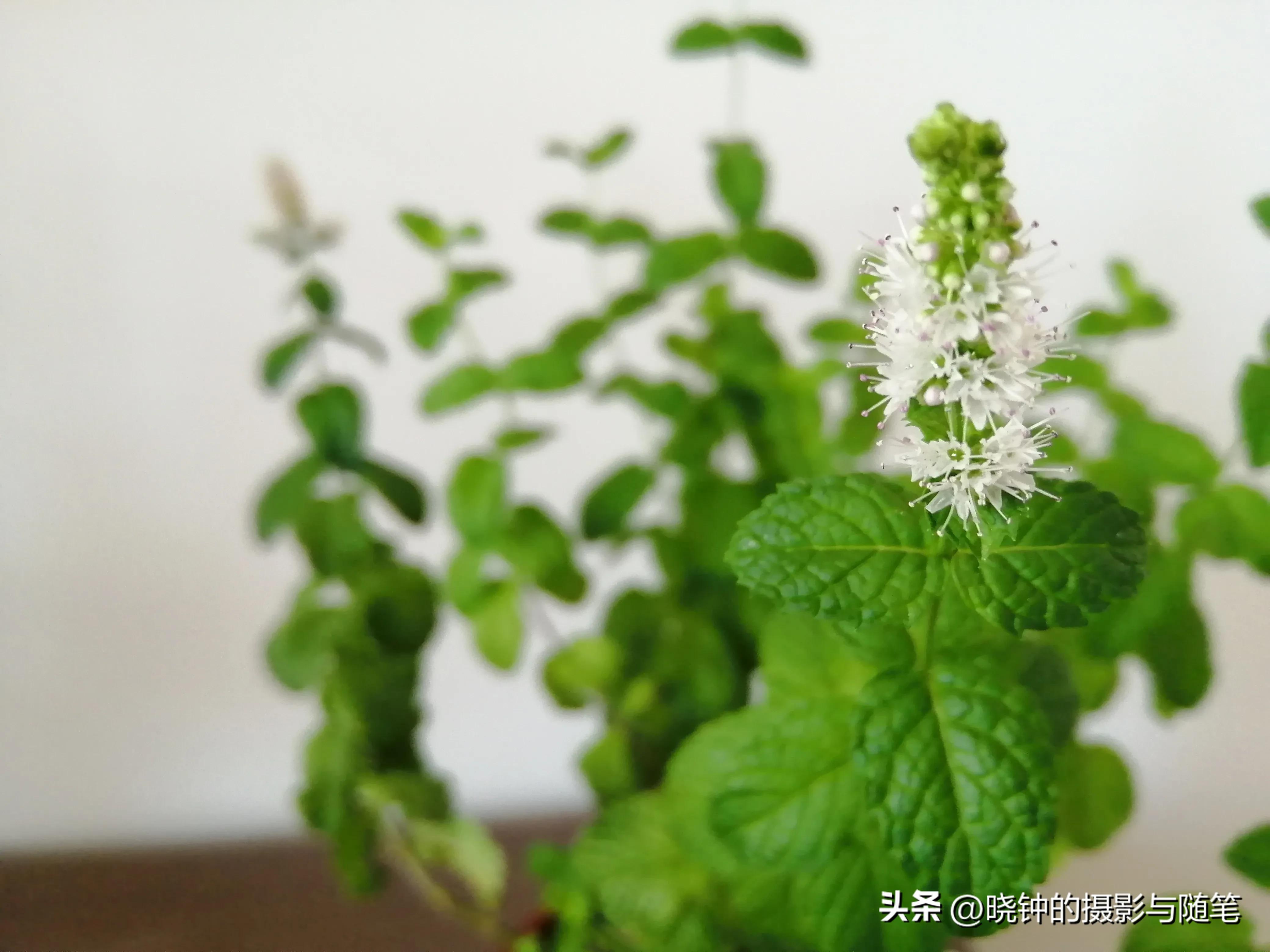 开花的薄荷可以扦插吗,种的薄荷长长了怎么处理