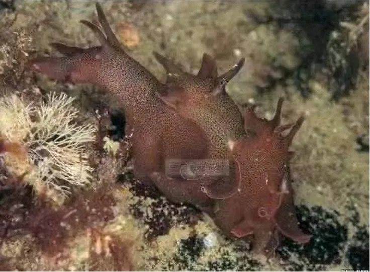 莆田海产近期不能吃吗,紧急提醒多人食用后中毒无特效药