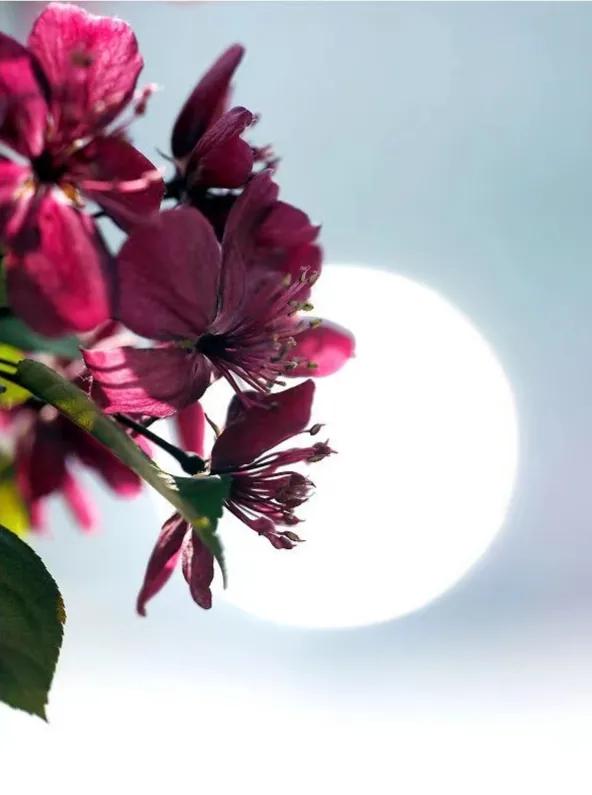 李兰芳歌曲国外翻唱,李兰芳视频大全