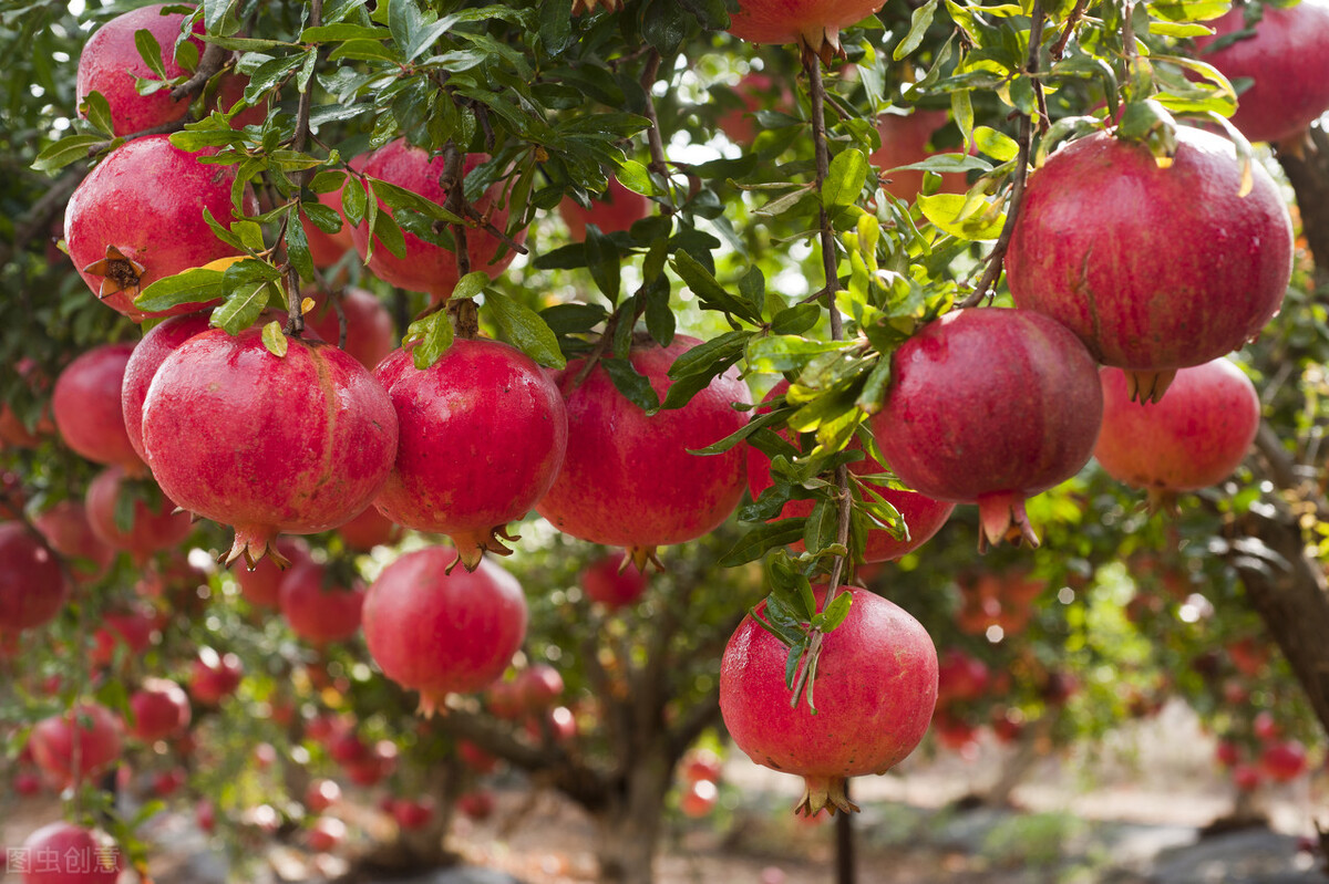 悄悄凋零的花瓣飘然落下的叶片压弯枝头的石榴