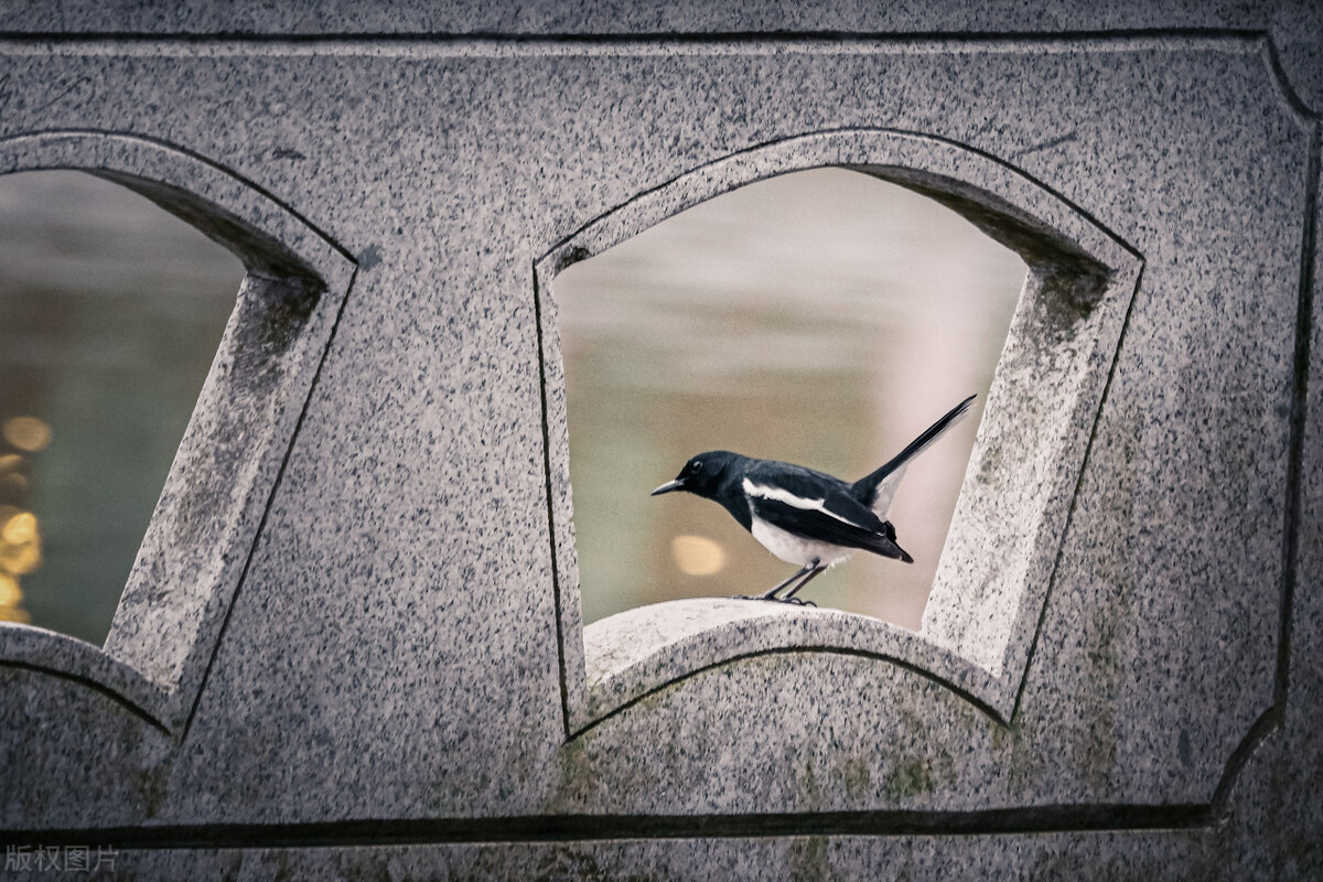 俗话说“三喜来，家聚财”，是指哪“三喜”？分别又有什么寓意？