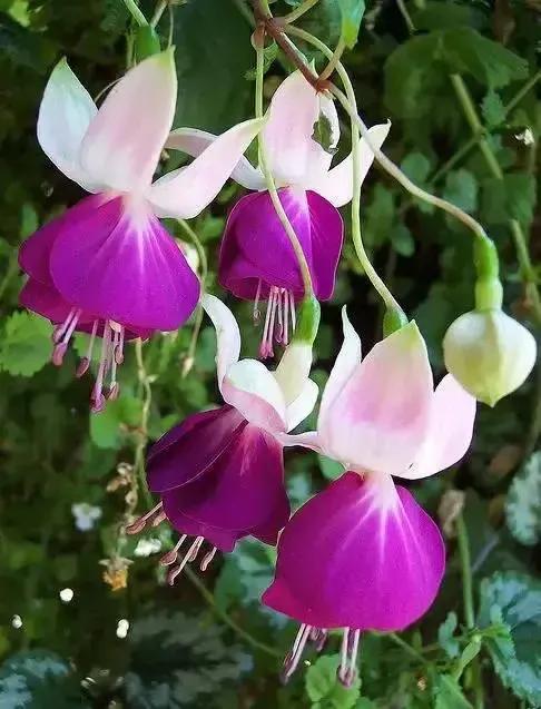 倒挂金钟花图片大赏,开单放鞭炮庆祝图片图文