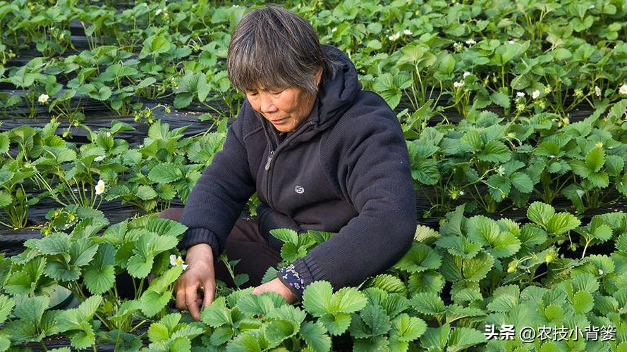 草莓的种植方法不用营养土种草莓,种草莓如果草莓苗有根如何种植