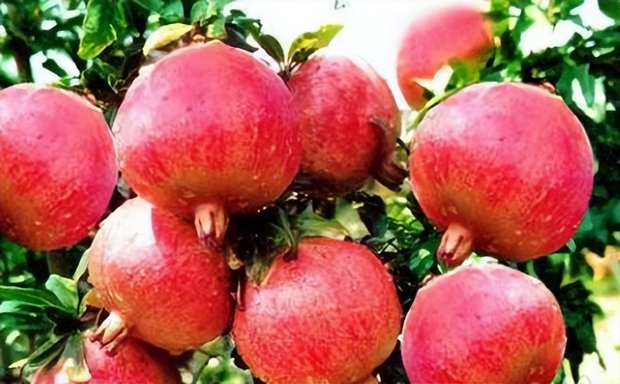 石榴建议多吃吗,石榴千万不要直接吃