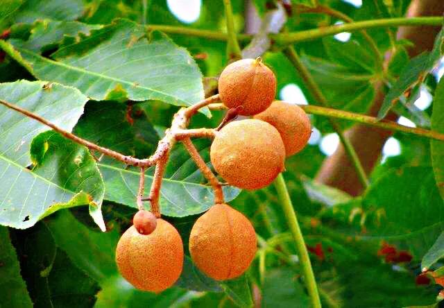 菩提树风景视频,菩提树唯美视频