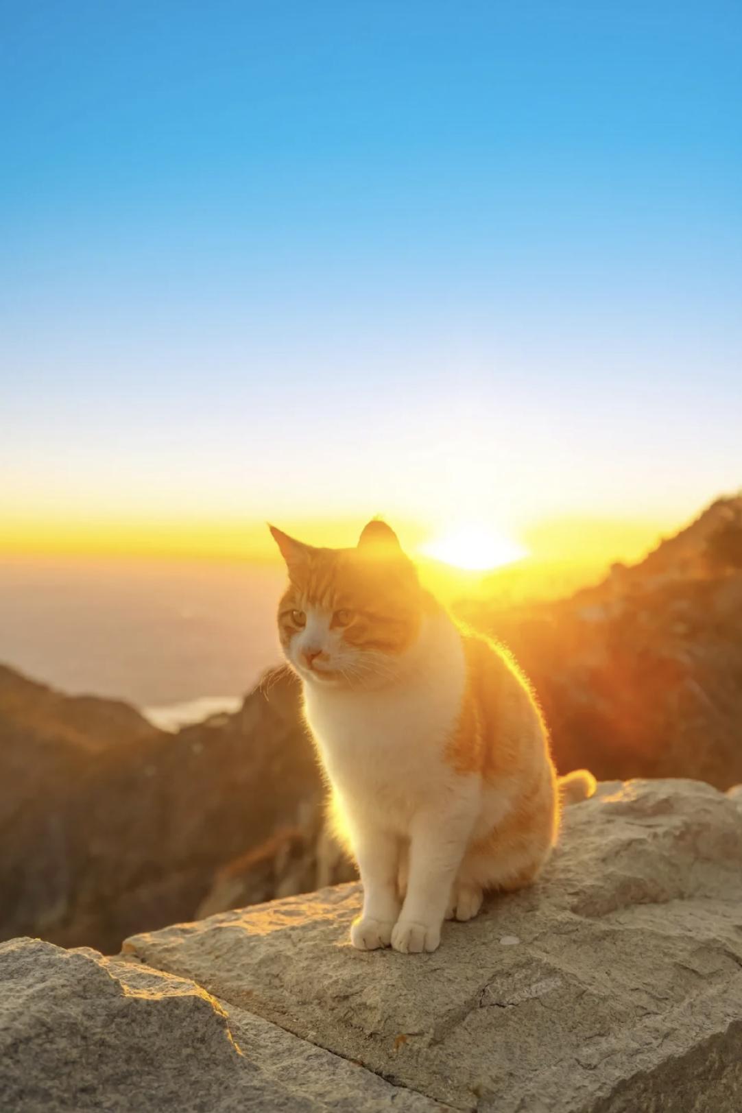 治愈系壁纸｜132张可爱小猫咪的样子