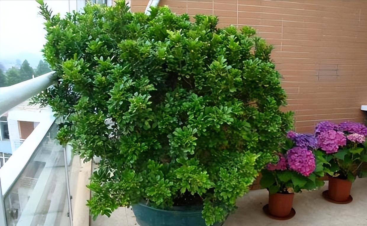 养花达人必备的44个养花绝技,8个实用的养花小技巧