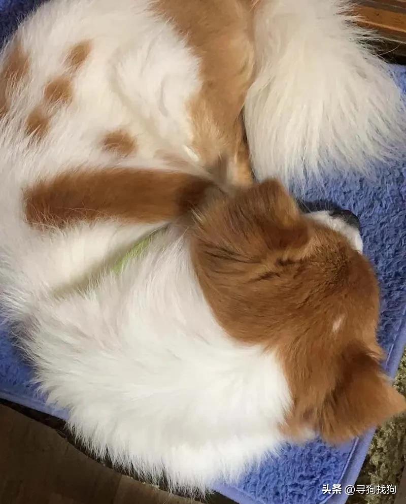 广东中山蝴蝶犬串串领养,附近的蝴蝶犬串串出售