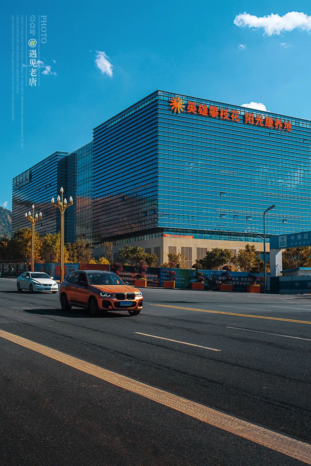 攀枝花是一种什么花,什么是攀枝花铁树