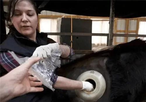 美国人的“瘤胃开窗”养牛法，到底是什么？为何在我国没有推广？