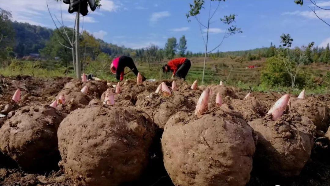 一亩地收入10000元的农作物有哪些,农业最赚钱的种植是哪个项目