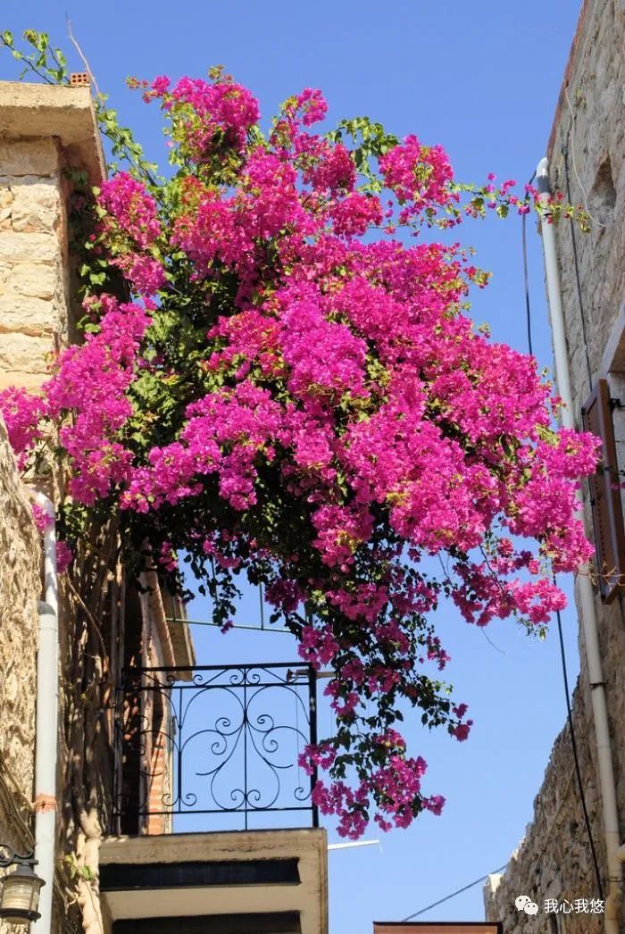 不要为打翻的牛奶而哭泣英文,不要为打翻的牛奶而哭泣什么意思