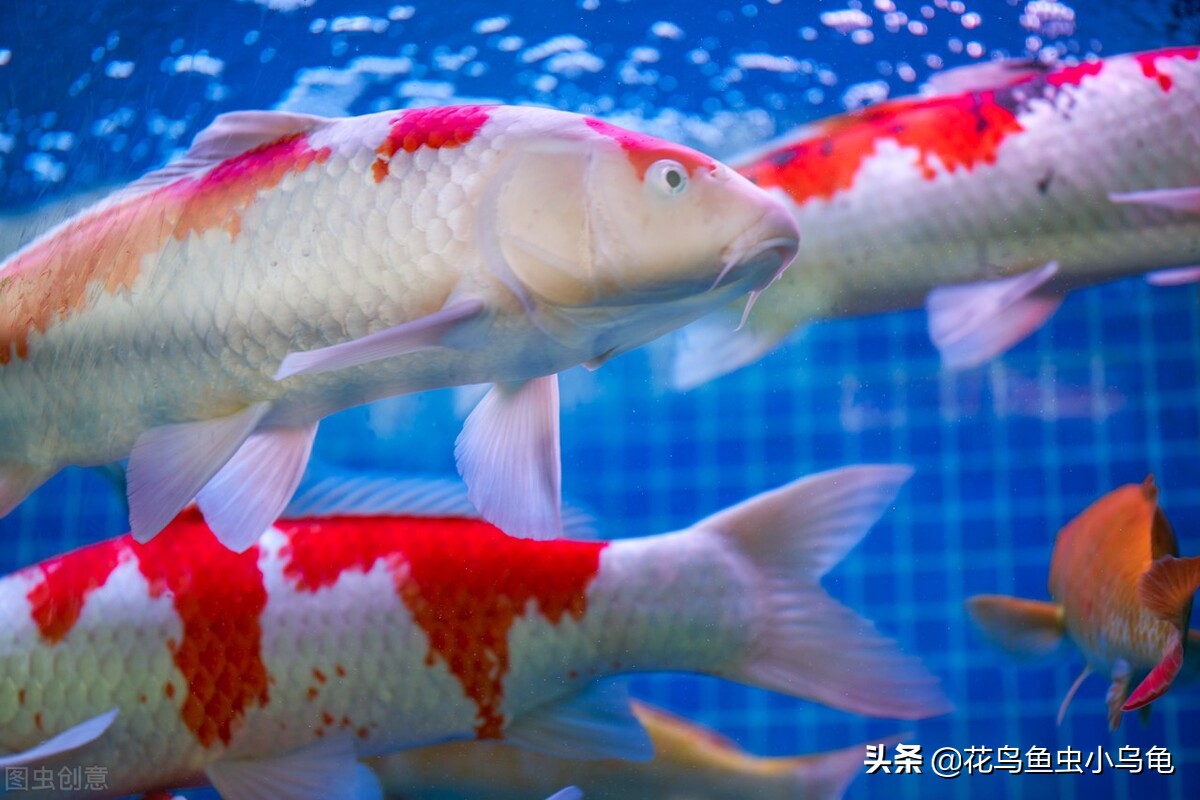 新手锦鲤怎么养活的,锦鲤怎么养才能养活自己