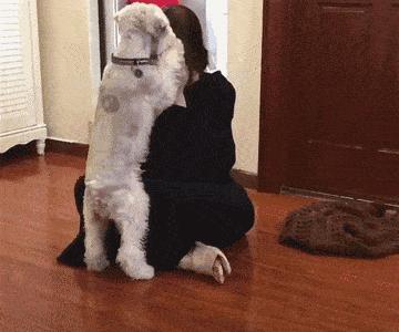 怎么养雪纳瑞的胡子不会黄,怎么能让雪纳瑞寿命变长