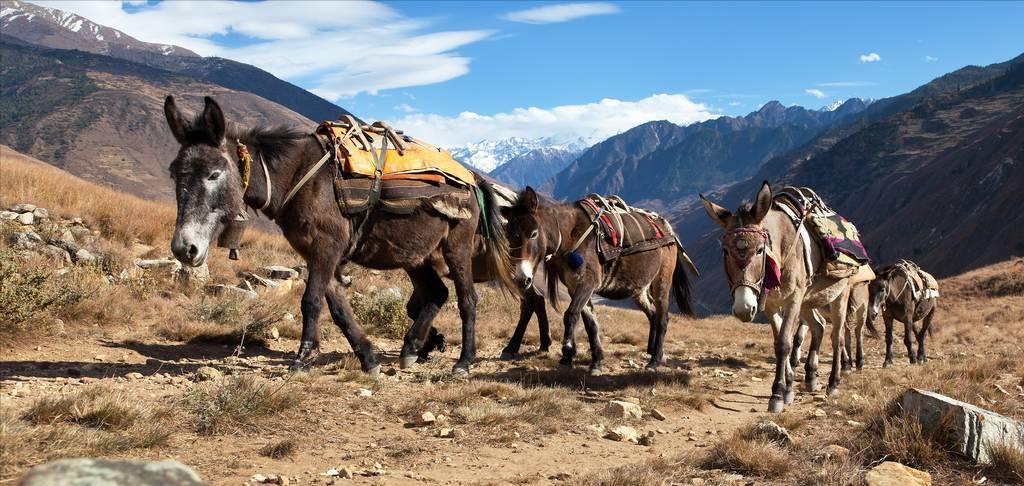 黄种人和黄种人,黄种人杂交问题