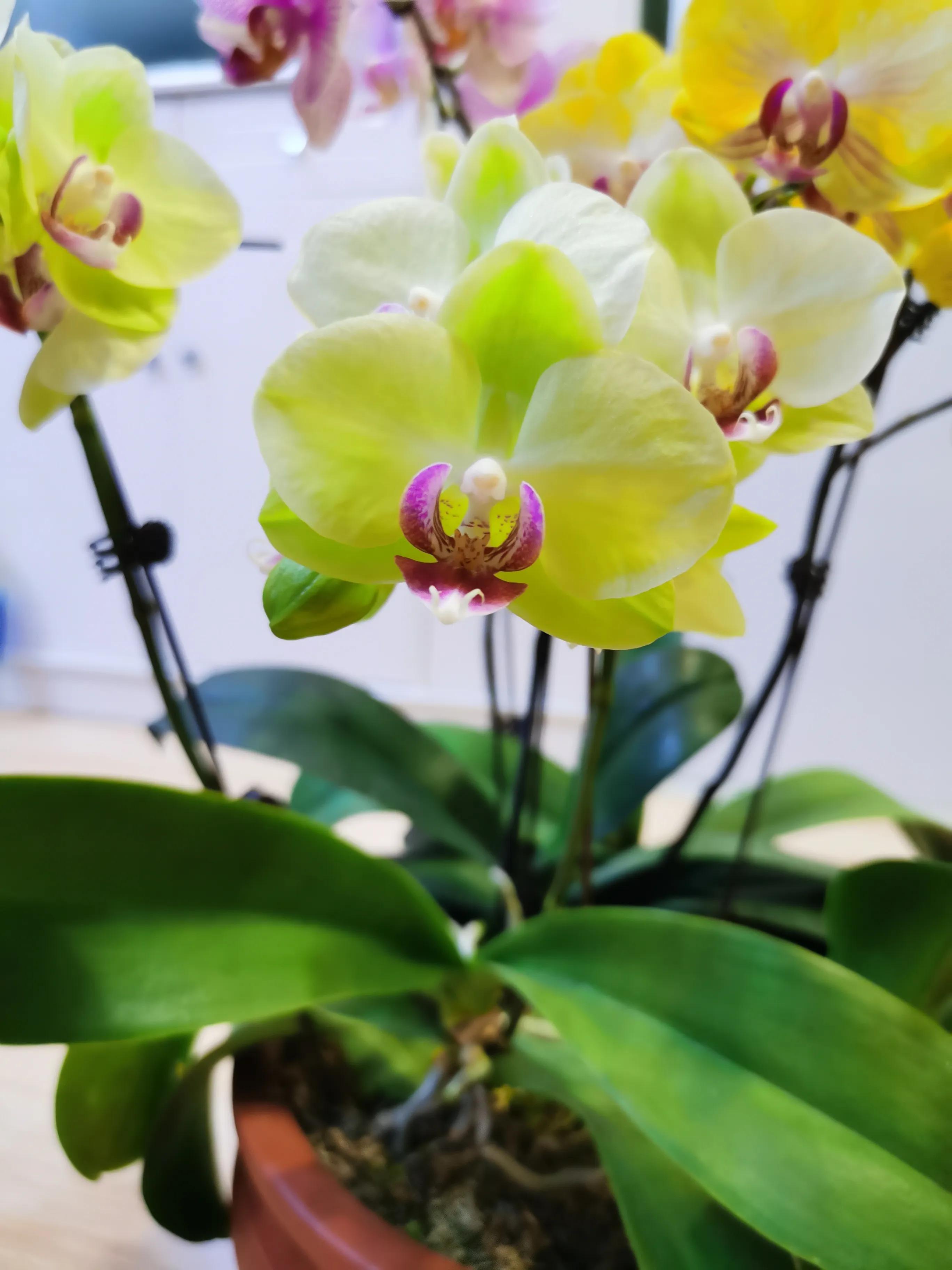 粉黛佳人水仙,紫水仙图片大全