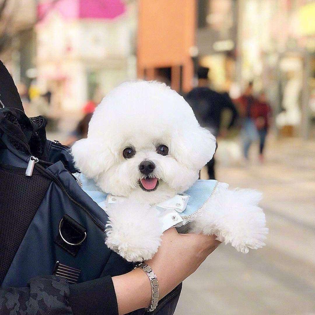 比熊什么行为代表它喜欢你,比熊嫌弃主人会有哪些表现